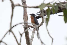 Image of Chestnut-breasted Cuckoo