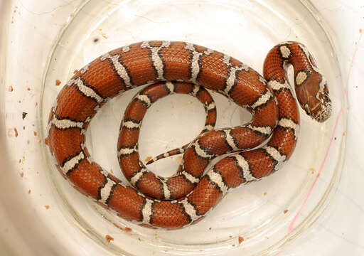 Image of Lampropeltis triangulum triangulum