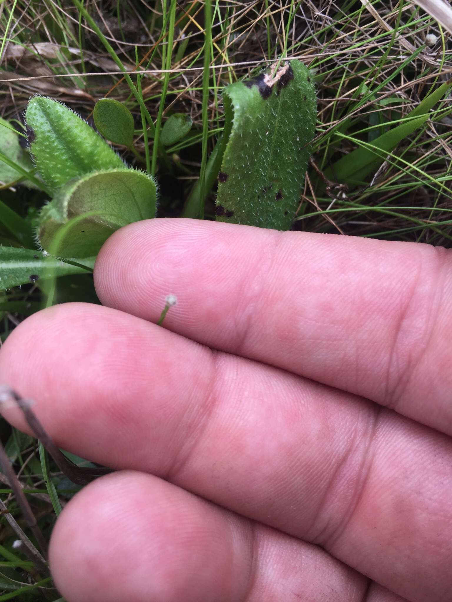 Image de Lachnocaulon digynum Körn.