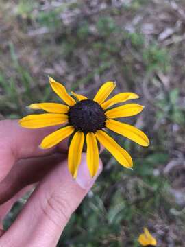 Image of blackeyed Susan