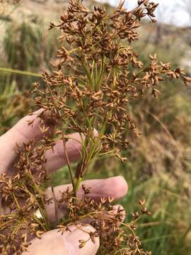 Imagem de Cladium mariscus subsp. californicum (S. Watson) Govaerts