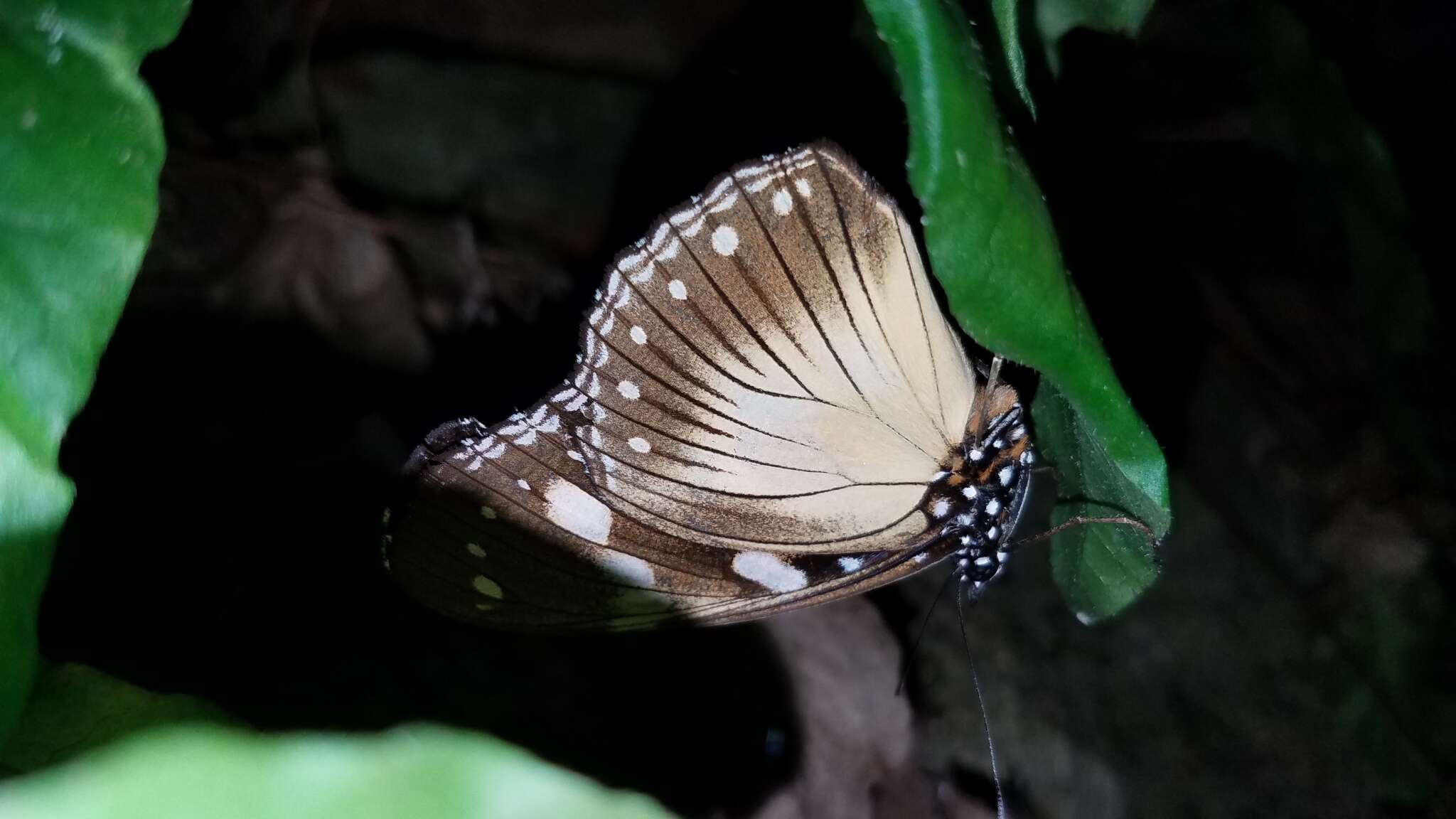 Image of Pseudacraea lucretia apaturoides