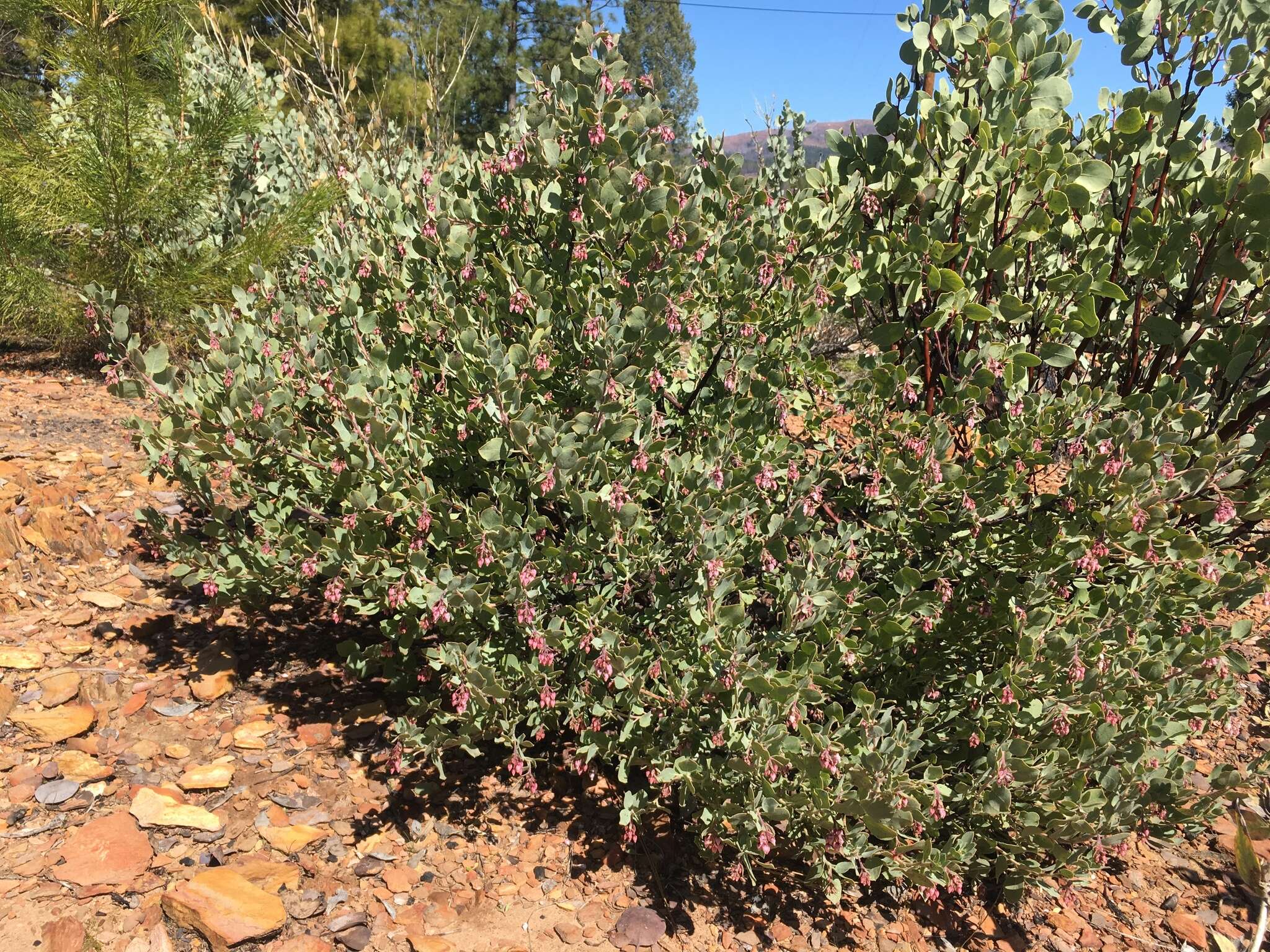 Image of Nissenan manzanita