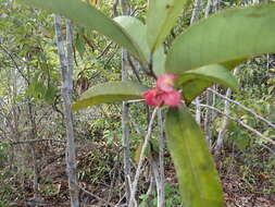 Image of Tisonia coriacea S. Elliot.