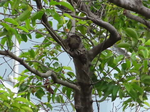 Image of Sunda Pygmy Woodpecker