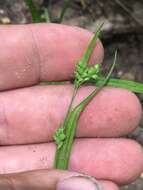 Image of eastern woodland sedge