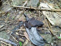 Image of Berdmore's Chorus Frog