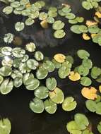 Image of yellow waterlily