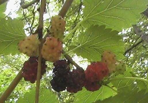 Image of Red Mulberry