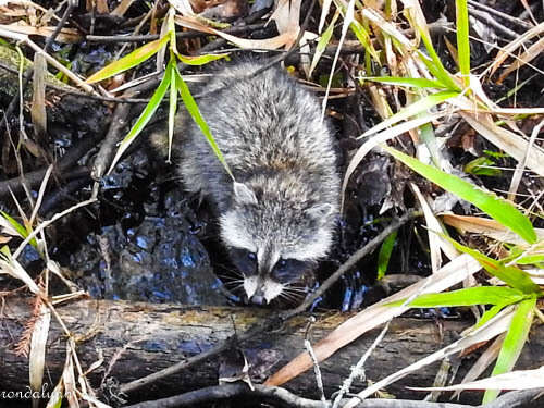 Image of Florida Raccoon