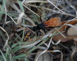 Image of Entypus unifasciatus cressoni (Banks 1929)