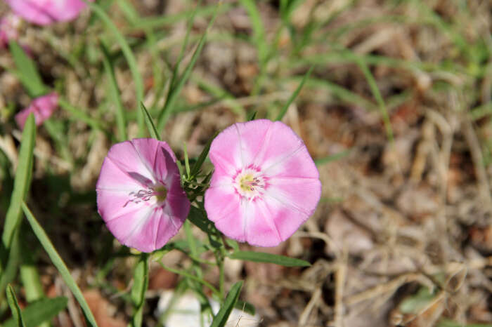 Image of Field Bindweed