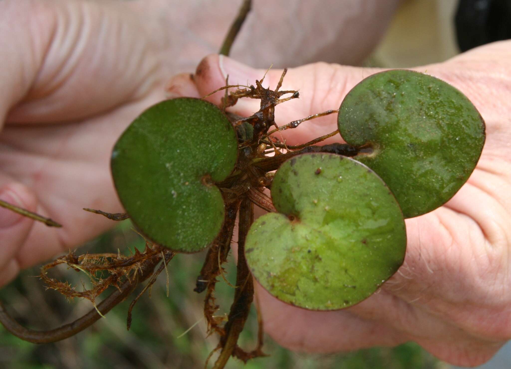 Слика од Limnobium spongia (Bosc) Steud.