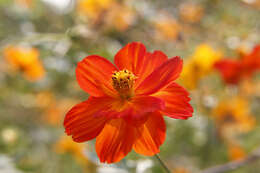 Image of sulphur cosmos