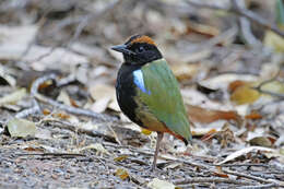 Image of Rainbow Pitta