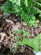 Image of white bedstraw