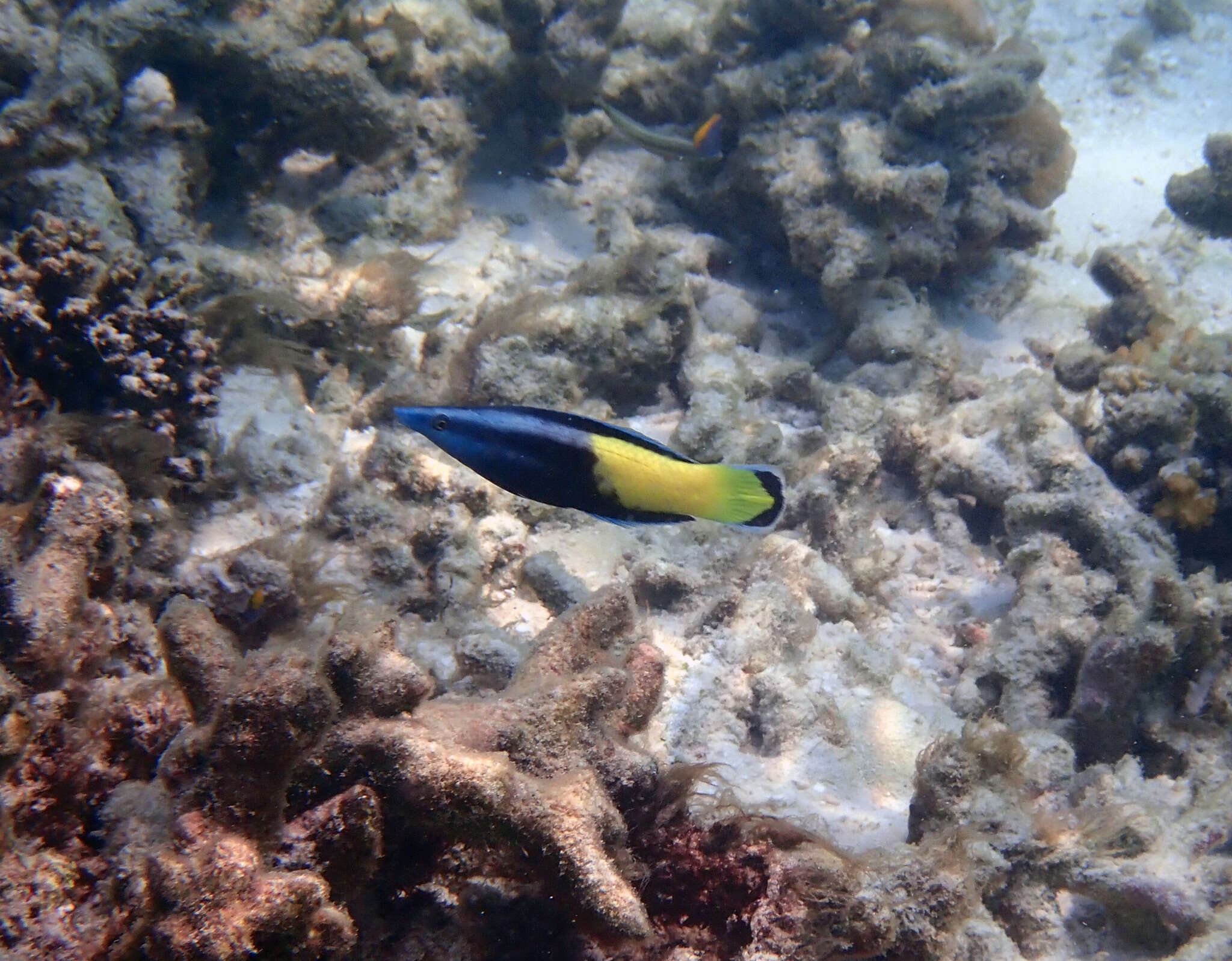 Image of Bicolor Cleaner Wrasse