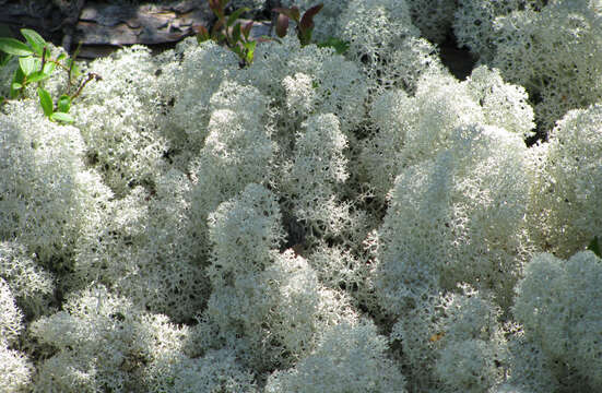 Image of star reindeer lichen