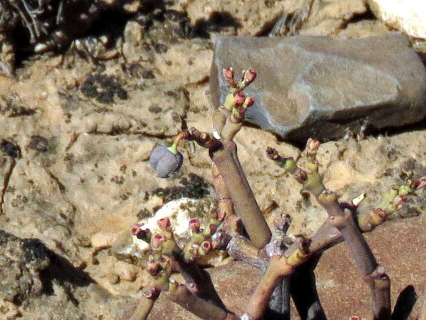 Image of Euphorbia juttae Dinter