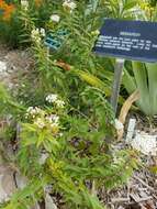 Image of Texas milkweed