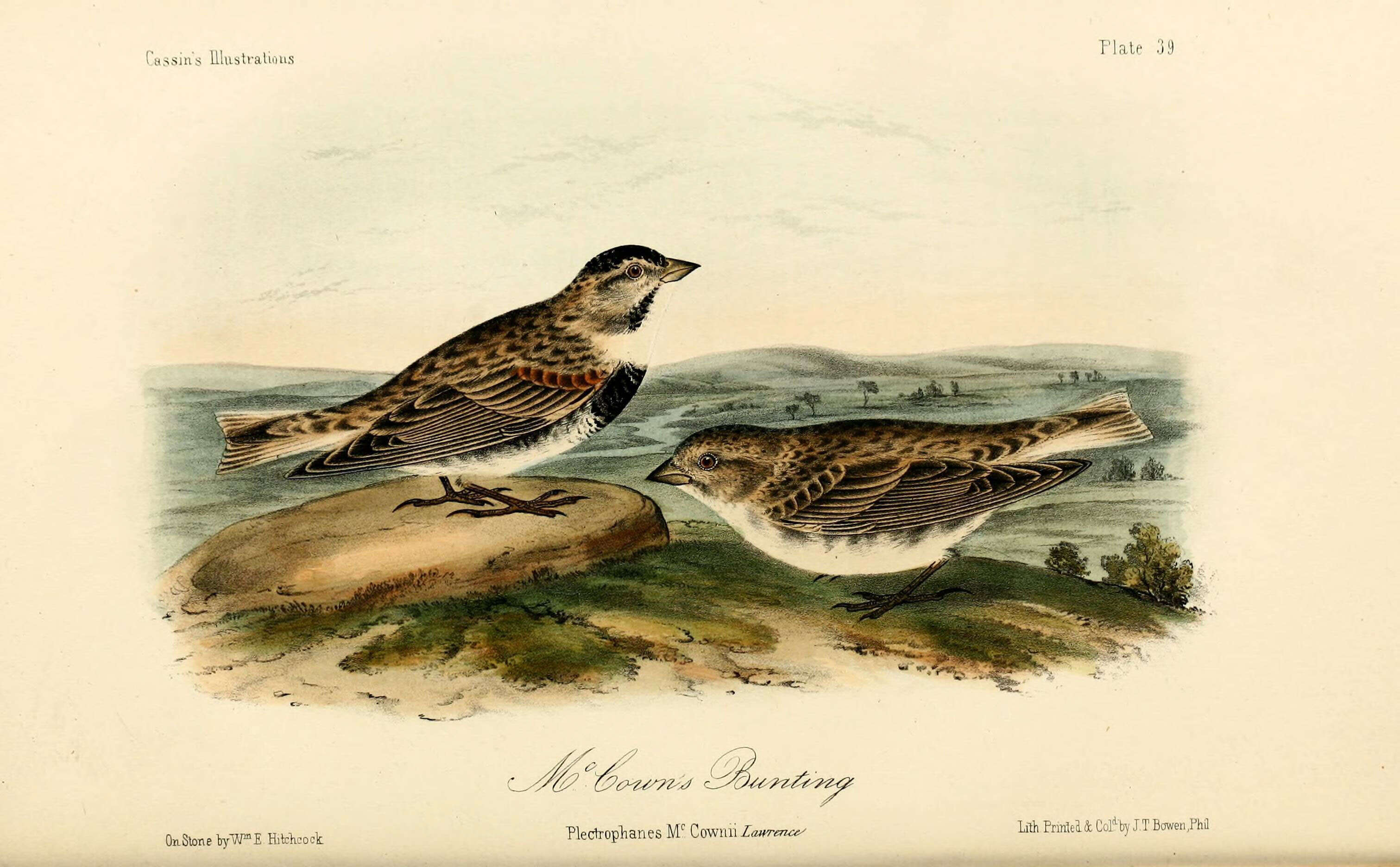 Image of calcariid buntings