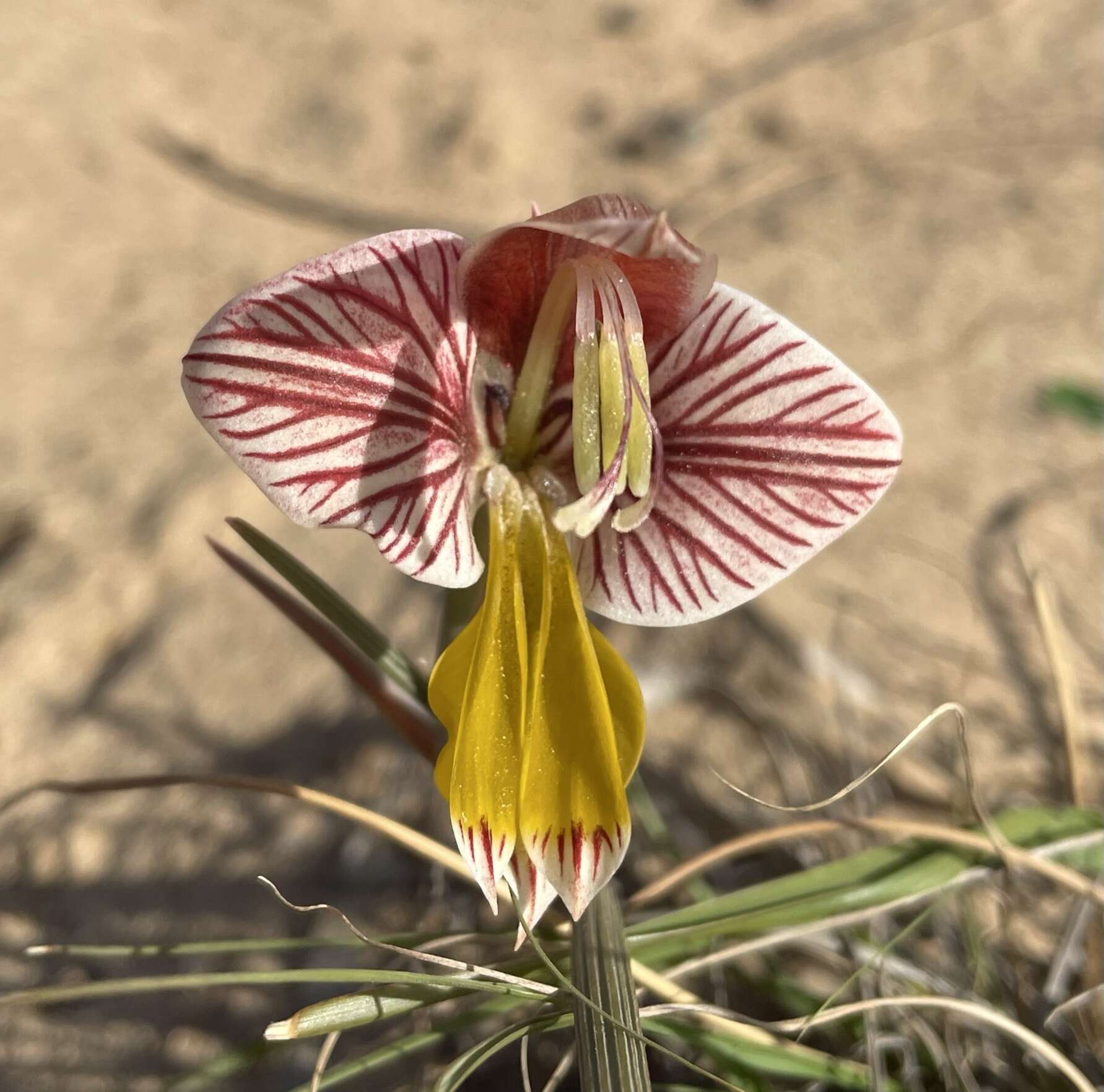 Gladiolus watermeyeri L. Bolus resmi