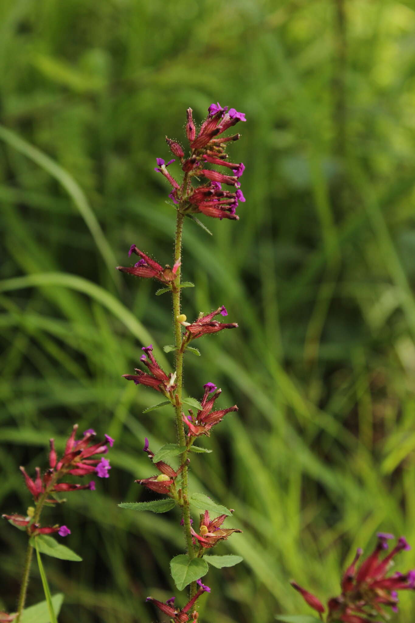 Image of Cuphea tolucana Peyr.