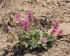 Image of Mono penstemon