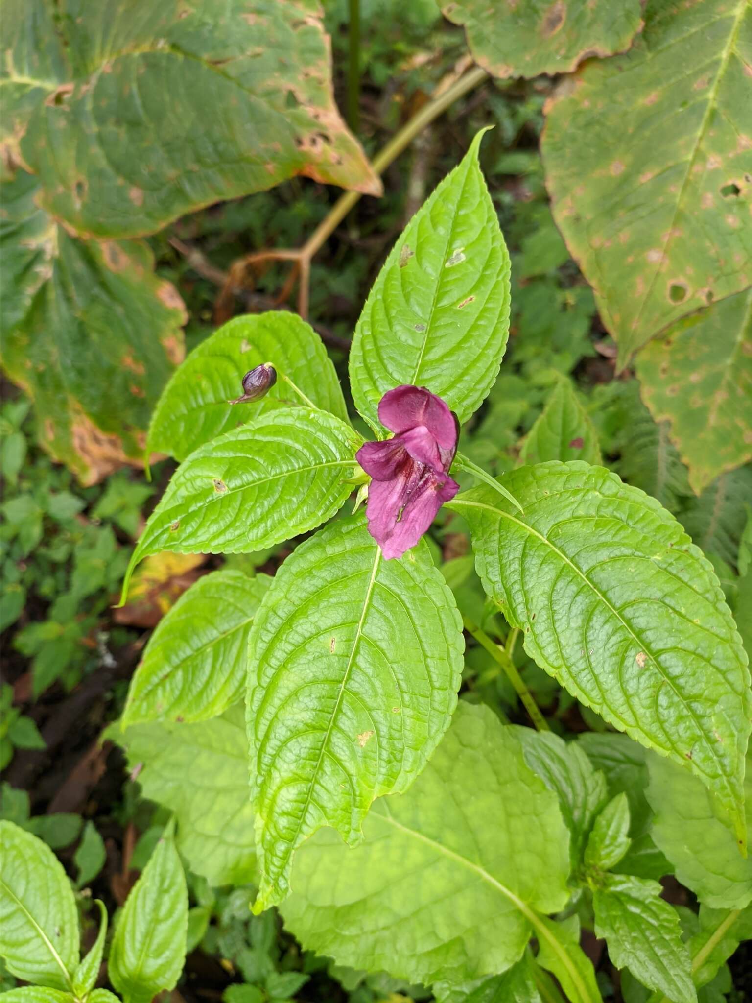 Image of Impatiens gorepaniensis C. Grey-Wilson