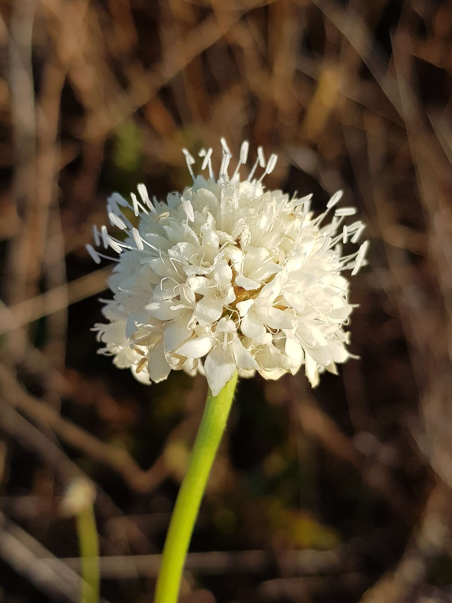 Image of Mock scabious