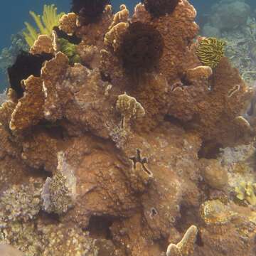 Image of Fire coral