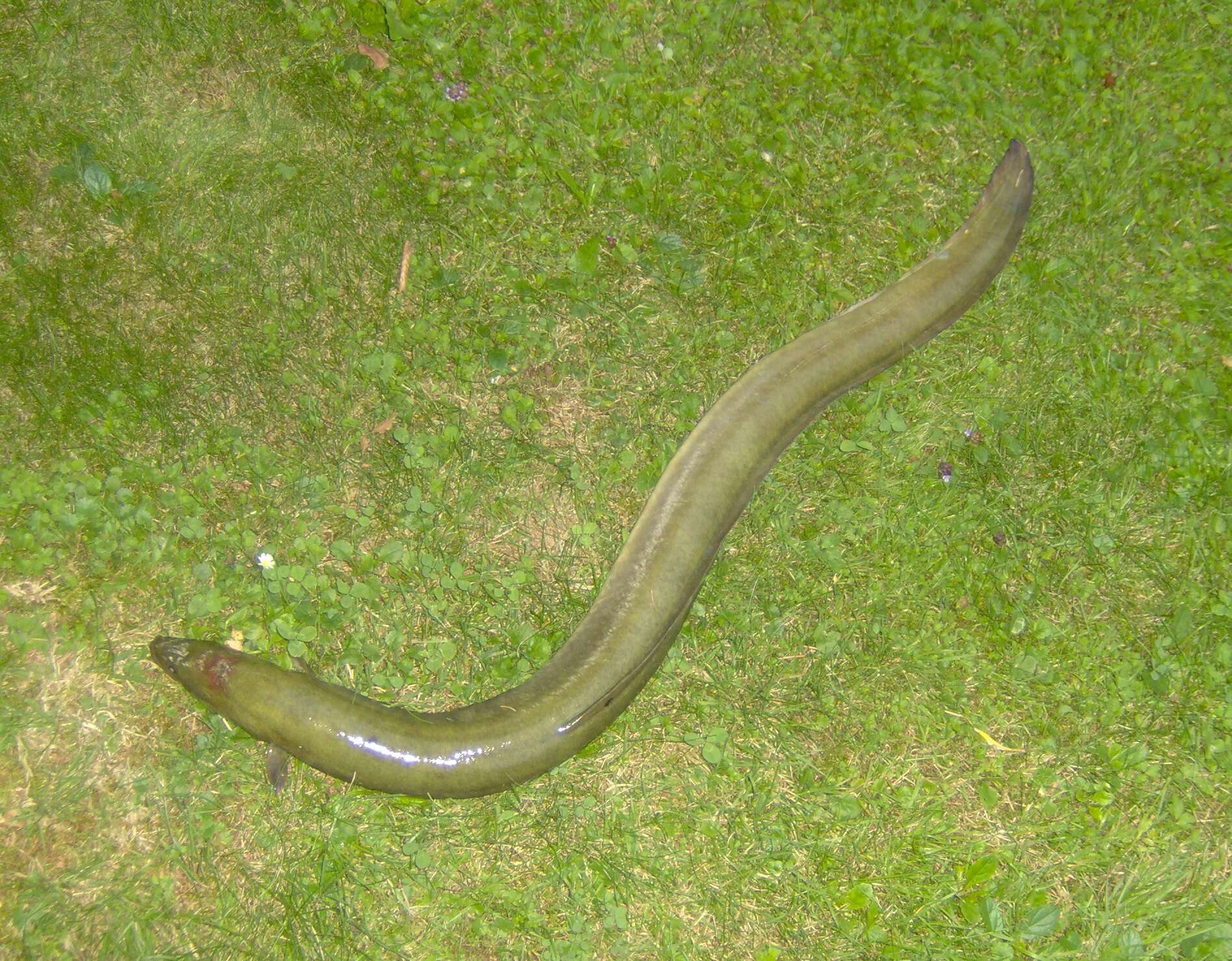 Image of European Eel