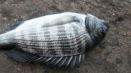 Image of Blackhead Seabream