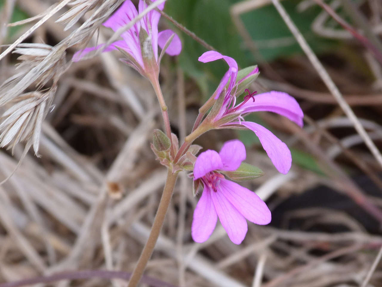 Image of Pelargonium rodneyanum Lindl.