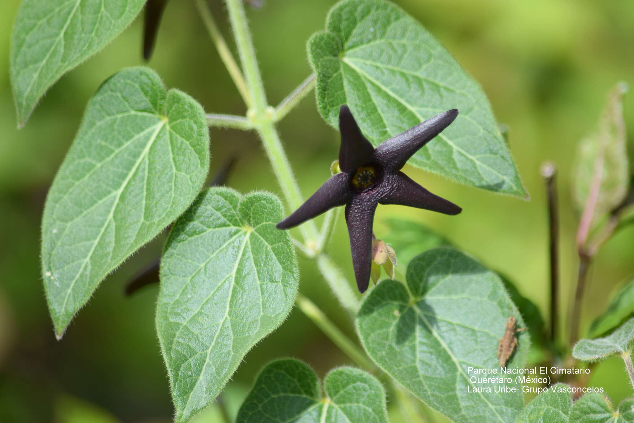 Sivun Matelea pilosa (Benth.) R. E. Woodson kuva