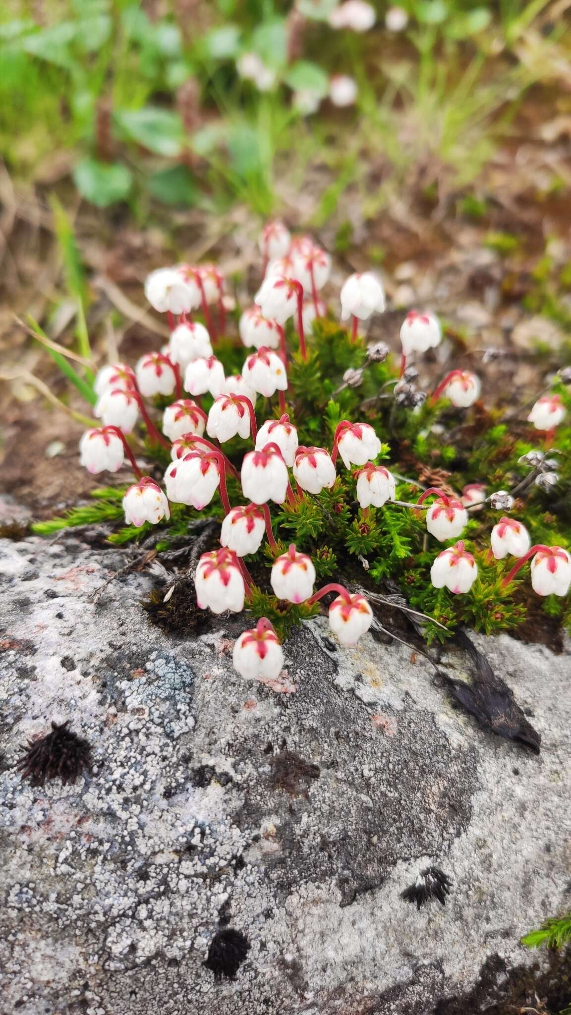 Imagem de Harrimanella hypnoides (L.) Coville