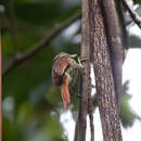 Image of Chestnut-winged Hookbill