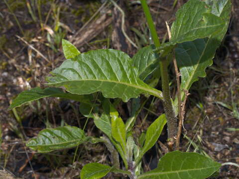 Image of Australian tobacco