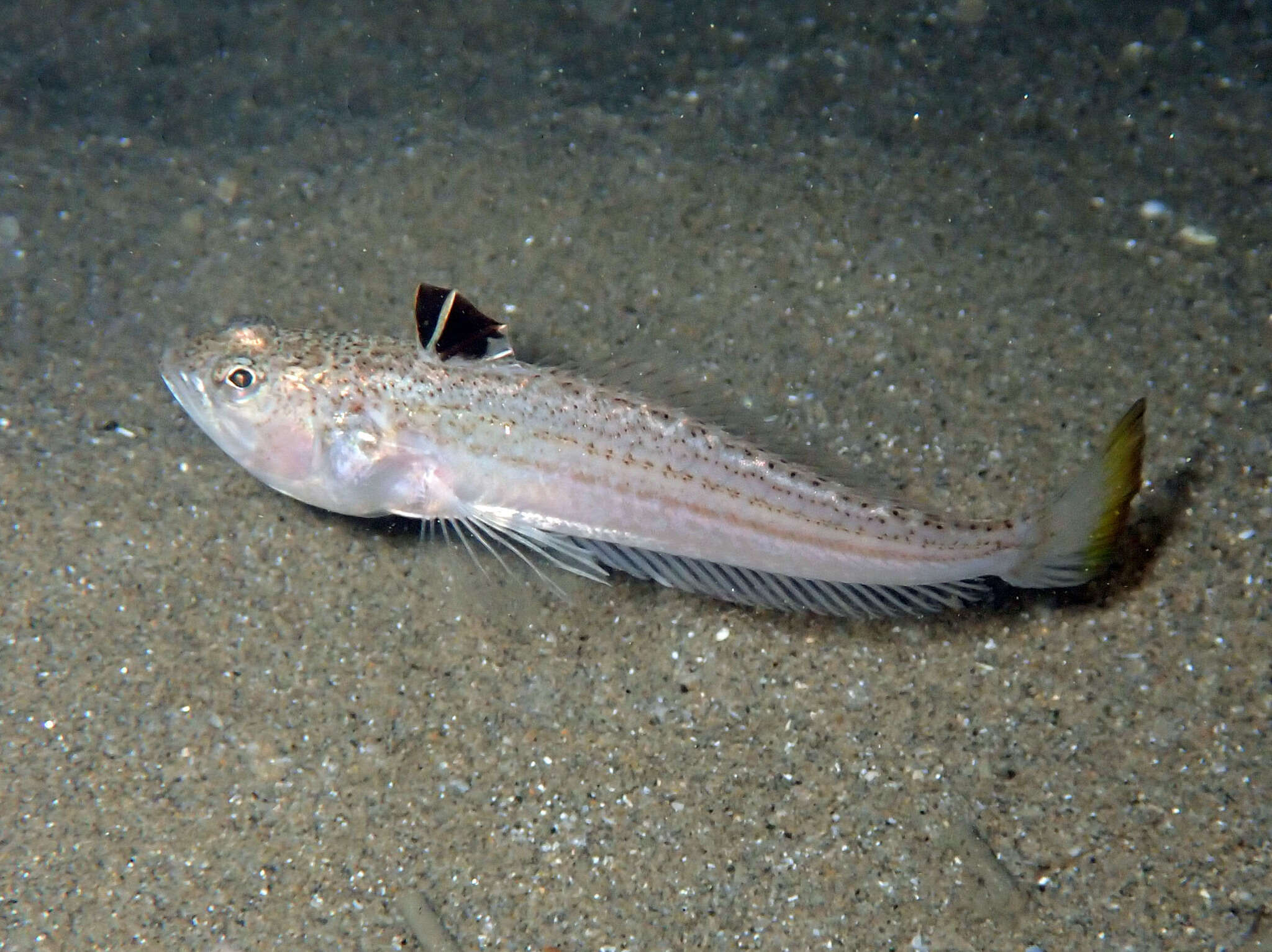 Image of Echiichthys