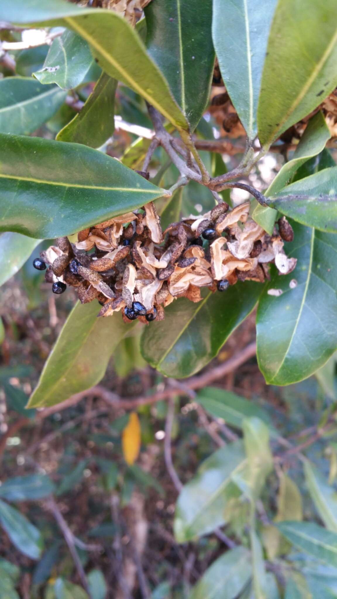 Image of Melicope madagascariensis (Baker) T. G. Hartley