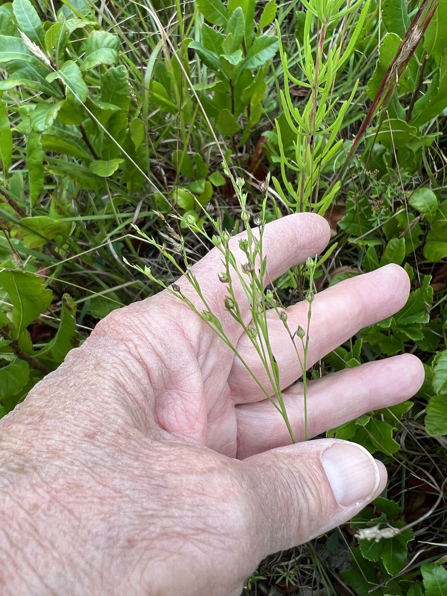 Image of Sandplain Flax