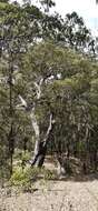 Image of Eucalyptus urophylla S. T. Blake