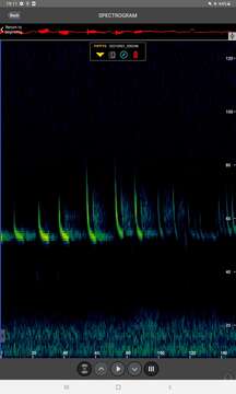 Image of soprano pipistrelle, pygmy pipistrelle