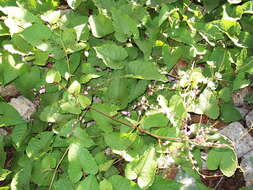 Image of antigonon