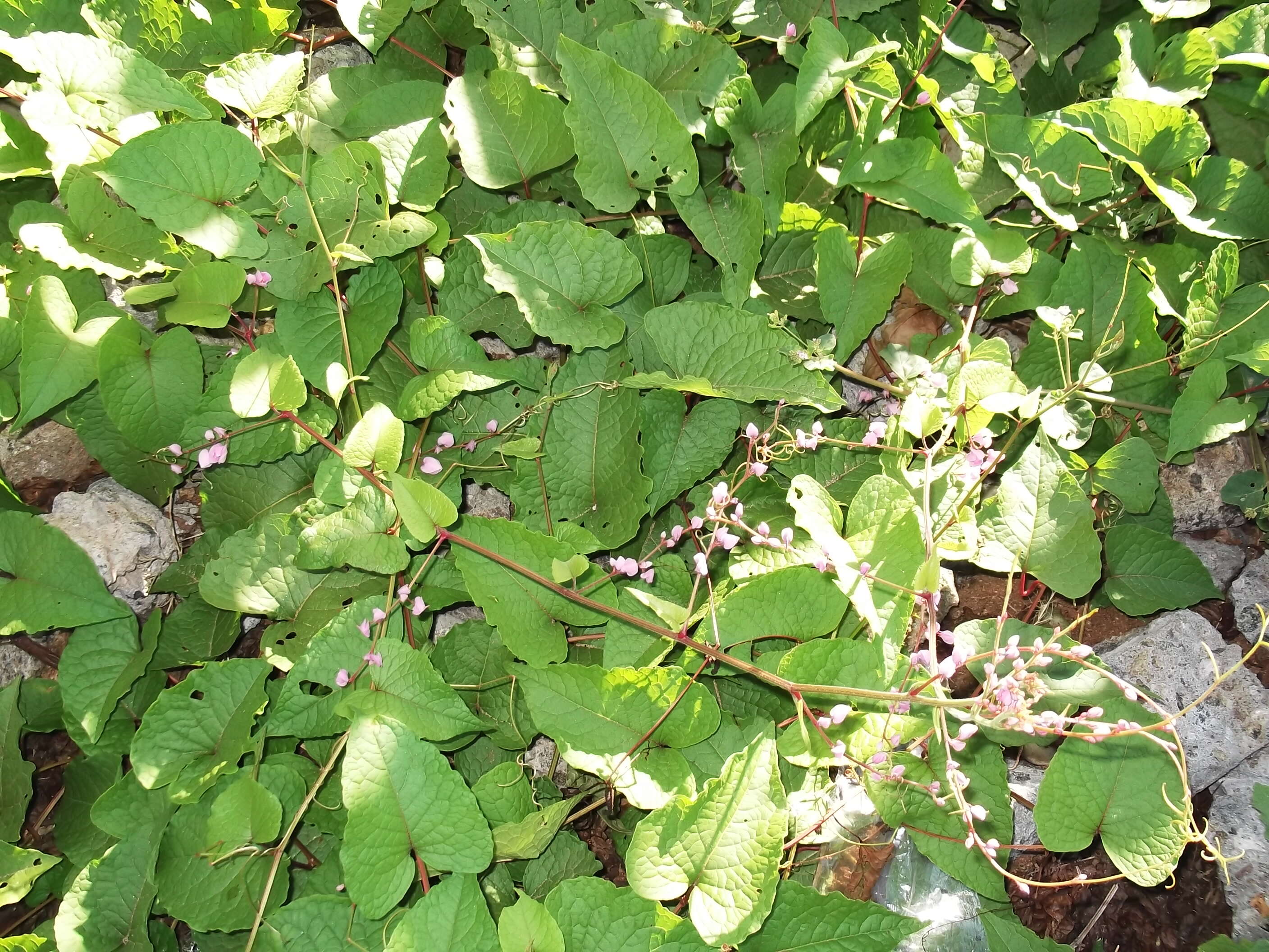 Image of antigonon