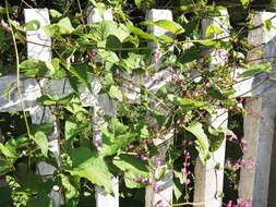 Image of antigonon