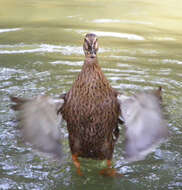 Image of Common Mallard