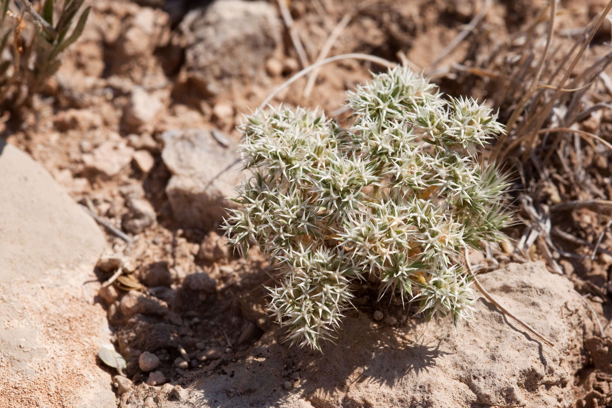 Image of Wilkinson's nailwort