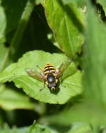 Image of Sericomyia silentis (Harris 1776)