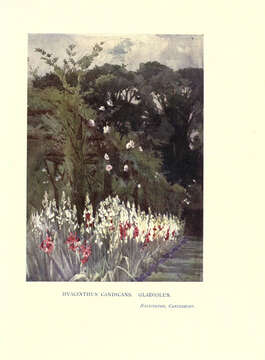 Image of Ornithogalum candicans (Baker) J. C. Manning & Goldblatt